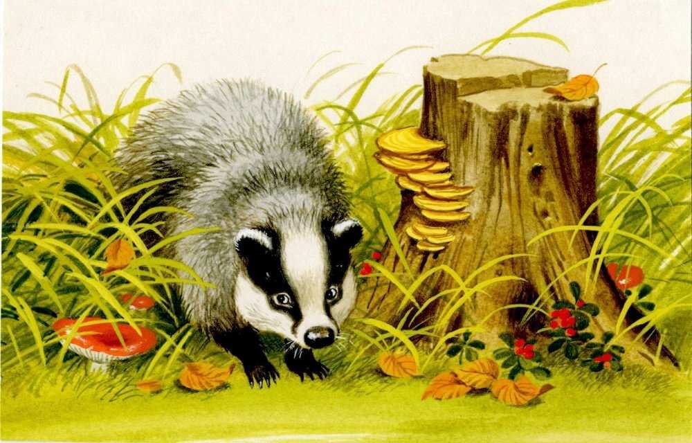 Барсучий нос