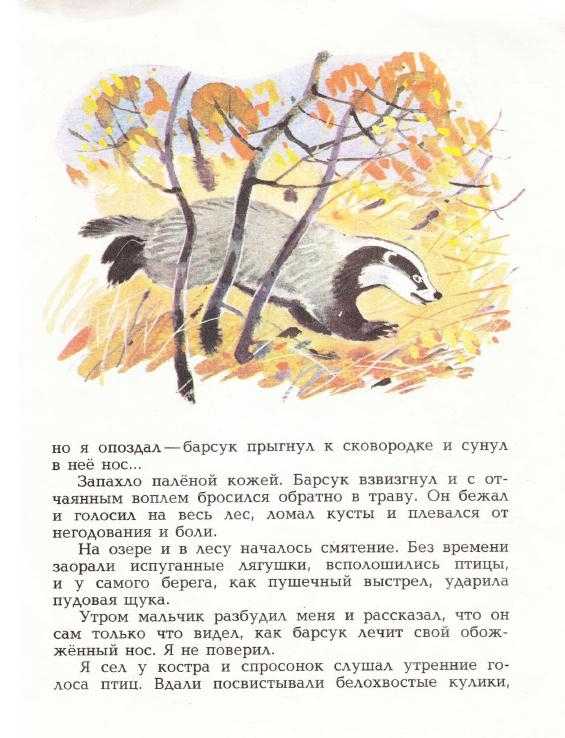 Барсучий нос