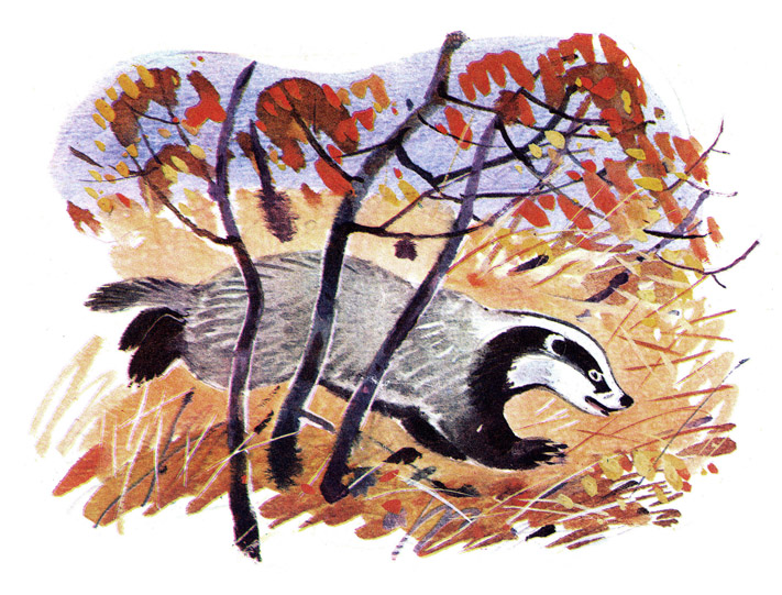 Барсучий нос