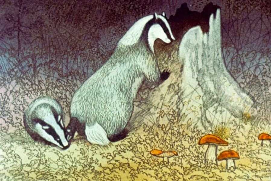 Барсучий нос