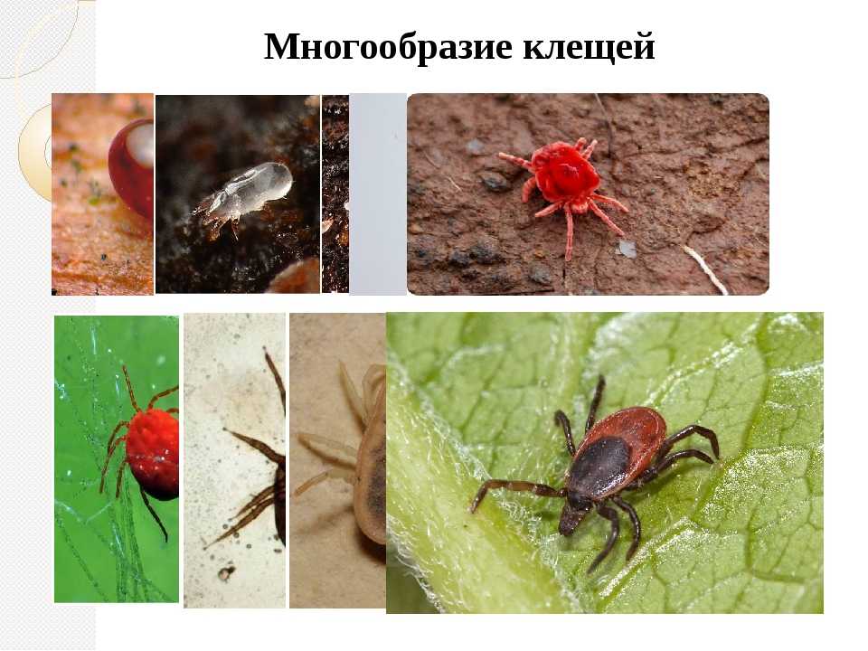 Домашние пауки: виды, какие живут в домах в россии, опасны ли черные пауки