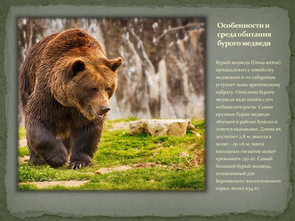 Доклад на тему бурый медведь 1, 2, 3, 4, 5, 7, 8 класс