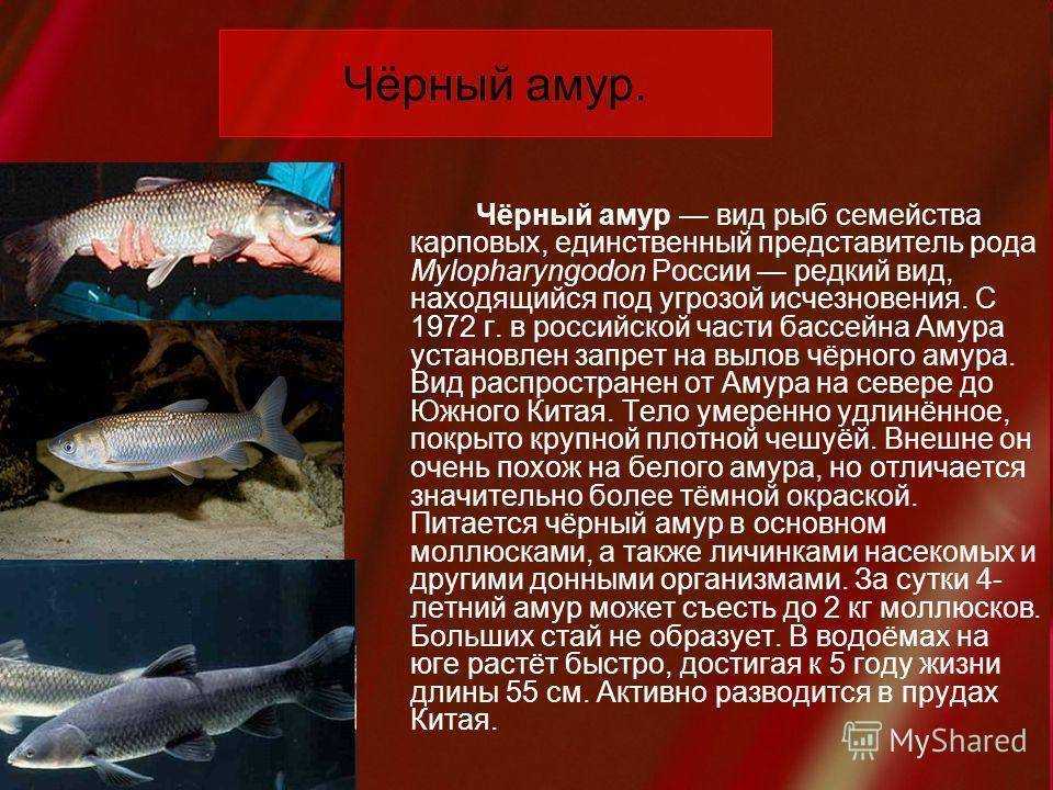 15 самых древних животных нашей планеты