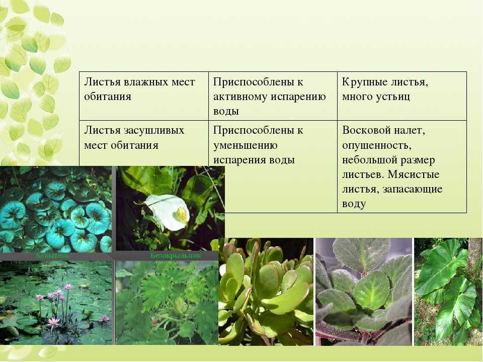 Лесные фиалки | лесная кладовая