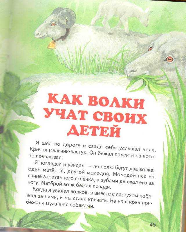 Рассказ л. н. толстого «как волки учат своих детей»