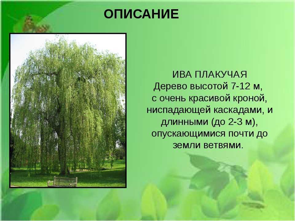 Береговые растения. какие растения растут по берегам рек и озер?
