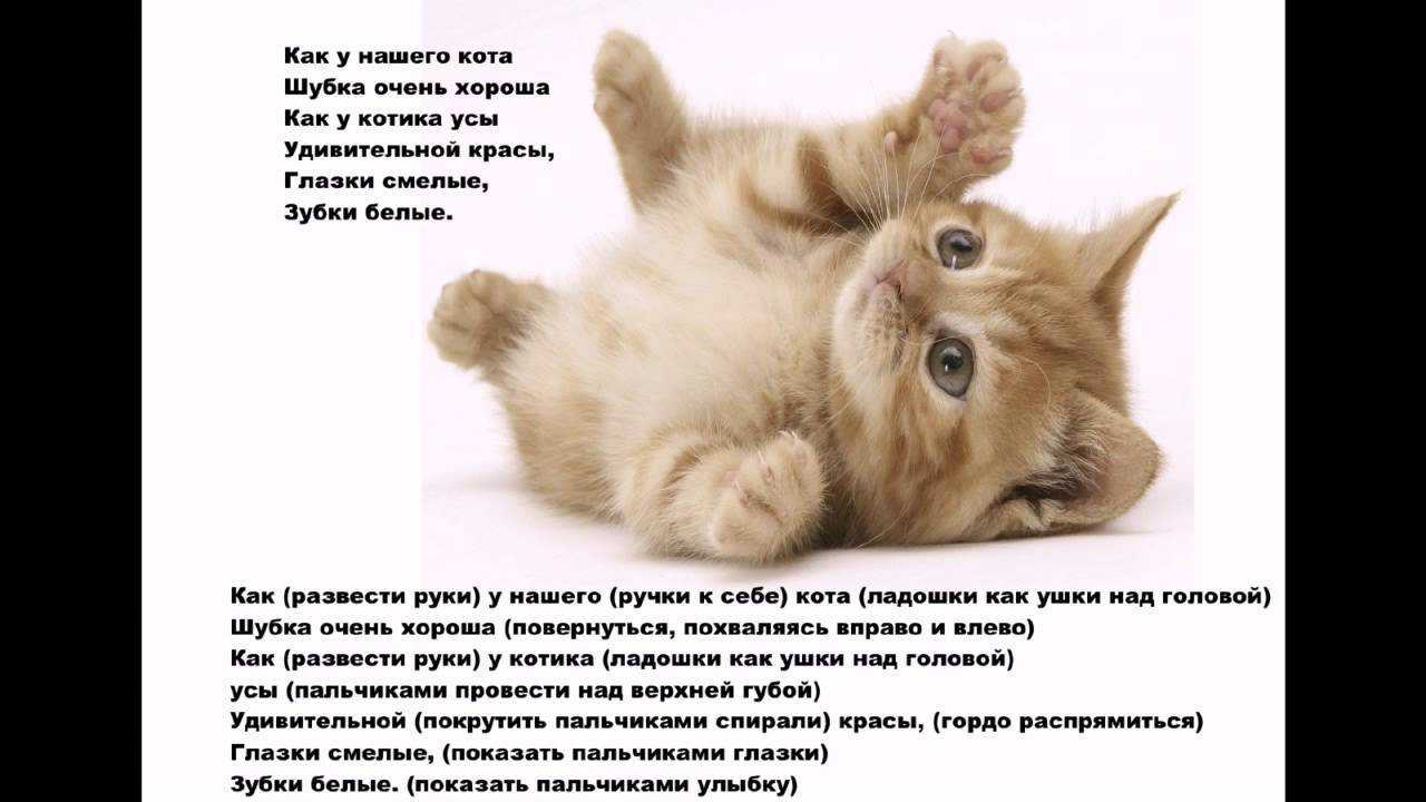 Стихи для детей про котов, кошек и котят | детские стихи