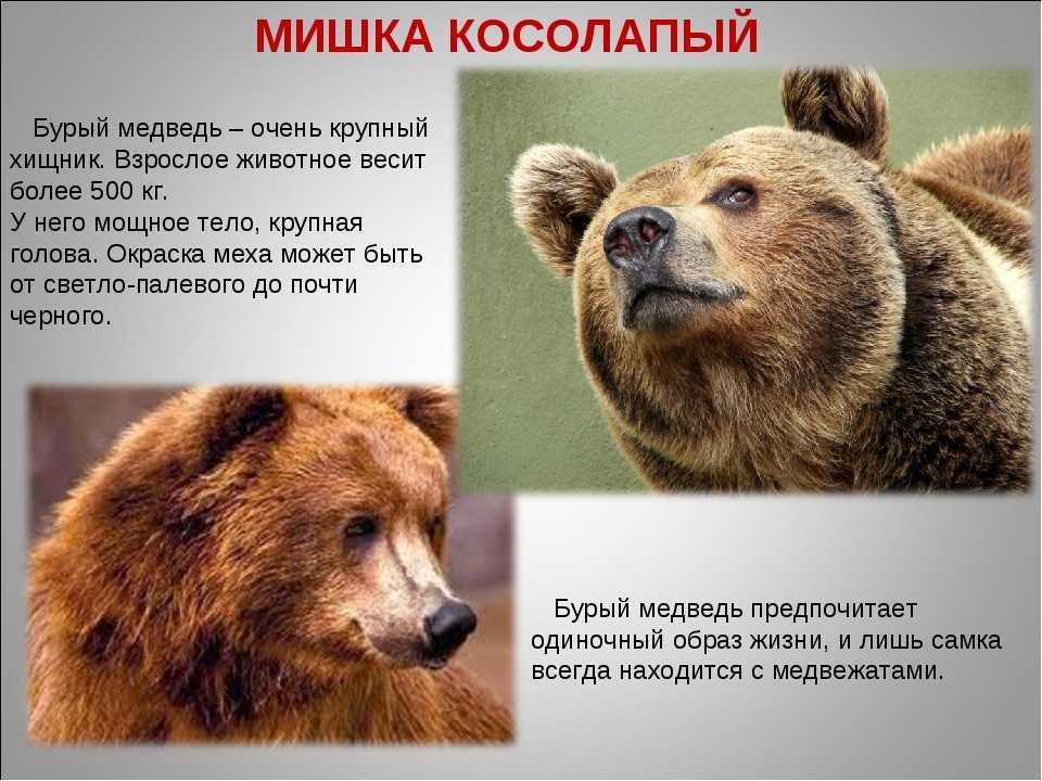 Рассказ про бурого медведя, 2 класс. окружающий мир