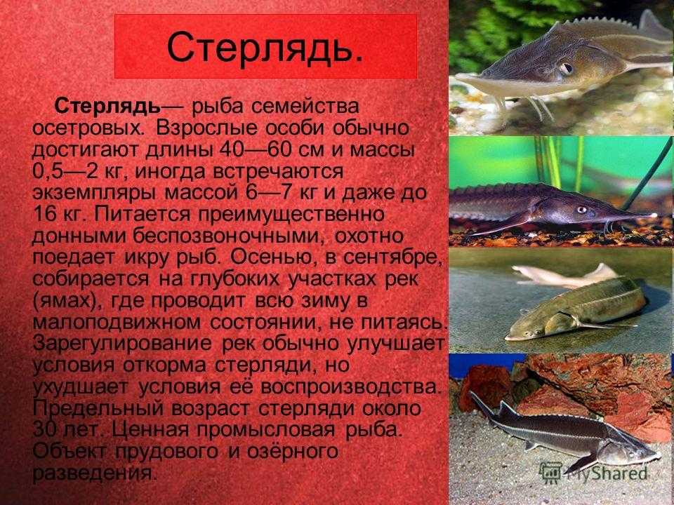 Каким был «головастик из ада» — страшный хищник, живший 330 млн лет назад - hi-news.ru