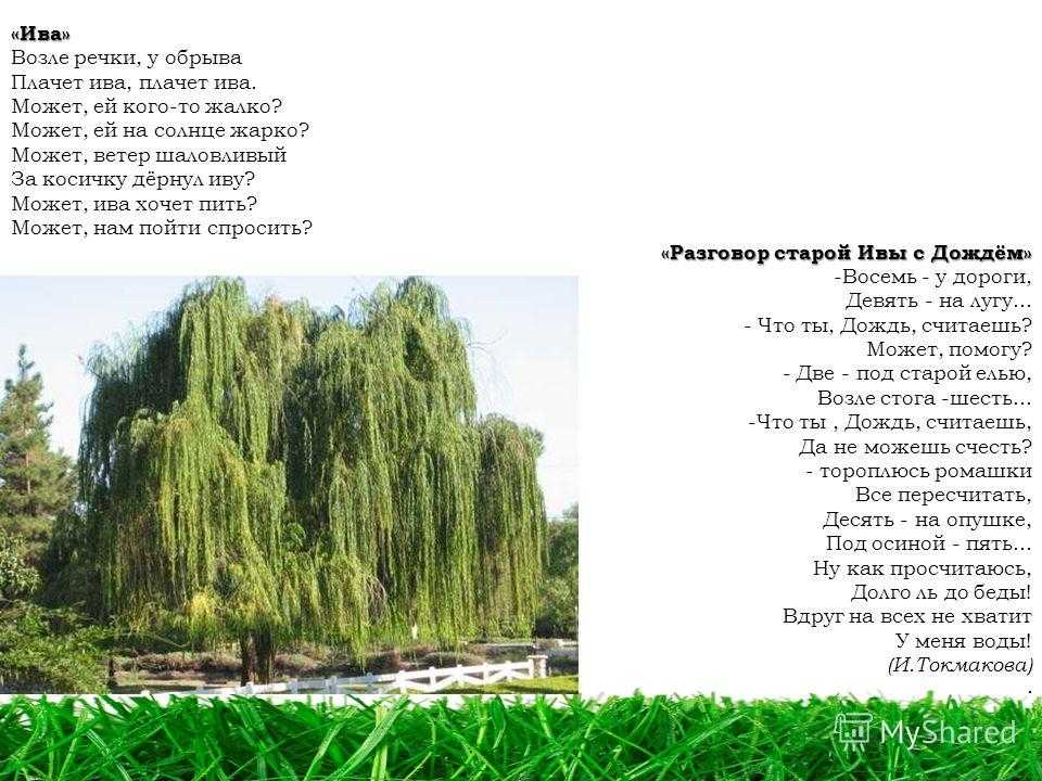 Растения, растущие по берегам рек – обзор с названиями и фото