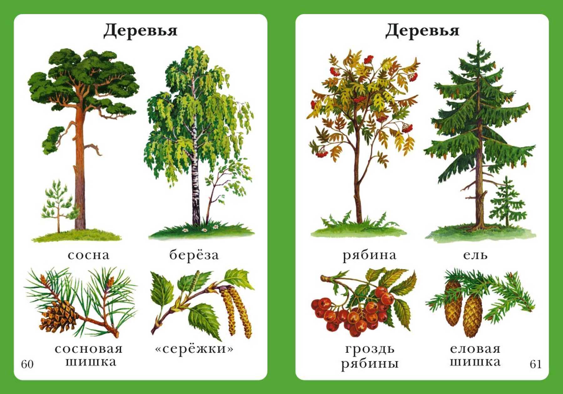 Раскраски береза: раскраски береза – распечатать в формате а4
