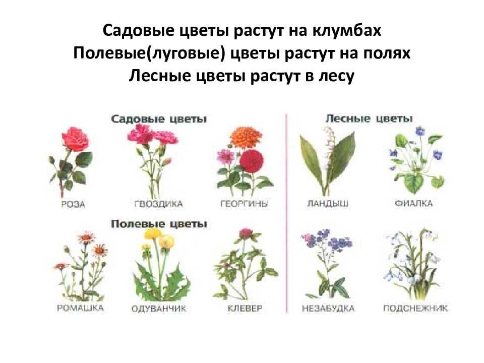 Раскраска цветы для детей распечатать или скачать