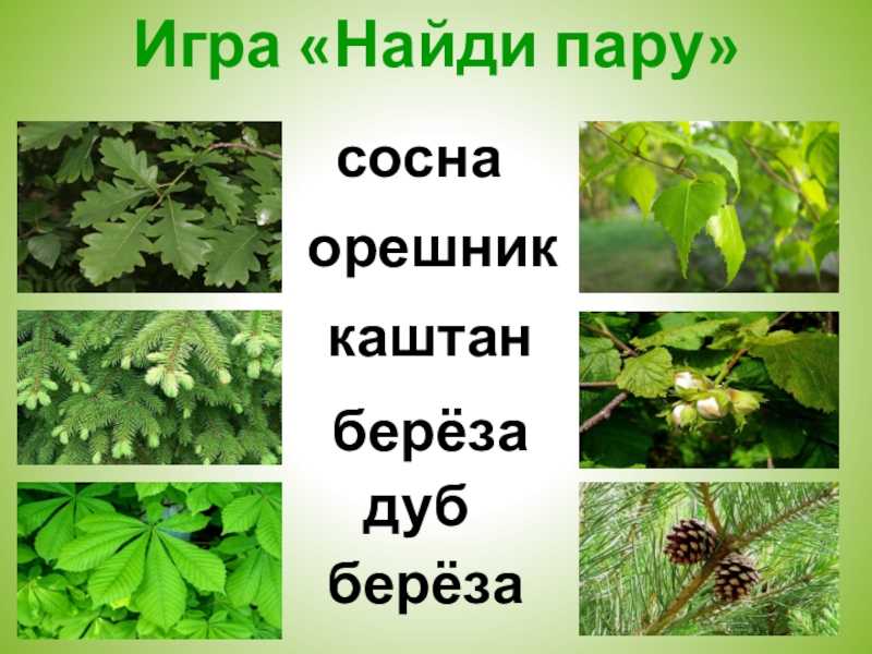 «осел и соловей» — анализ и мораль басни и.а. крылова