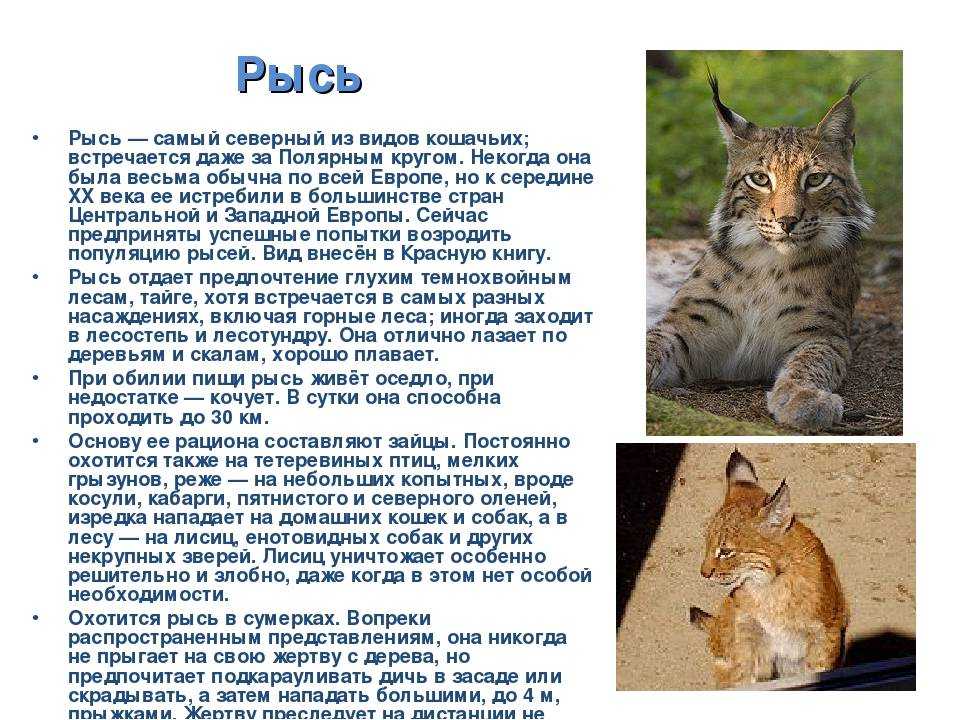 Проект красная книга рысь