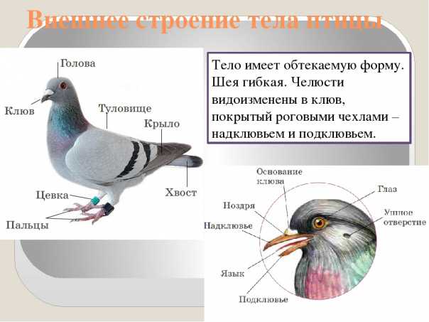 Перо птицы ? строение, фото и рисунки птичьего пера, перо птицы под лупой, виды перьев, из чего состоит перо, полая и пластинчатая часть