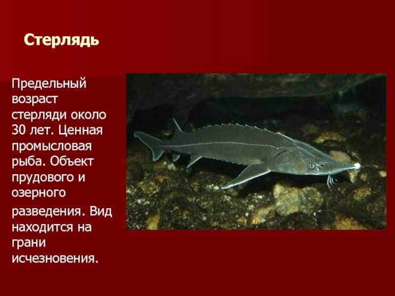 Красная книга россии