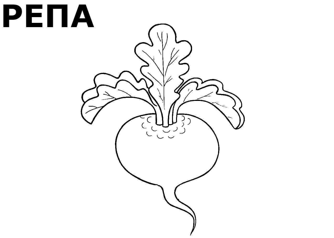 Репка картинки раскраски для детей: раскраски репка распечатать или скачать бесплатно в формате pdf – twin-star.ru – магазин канцелярских товаров