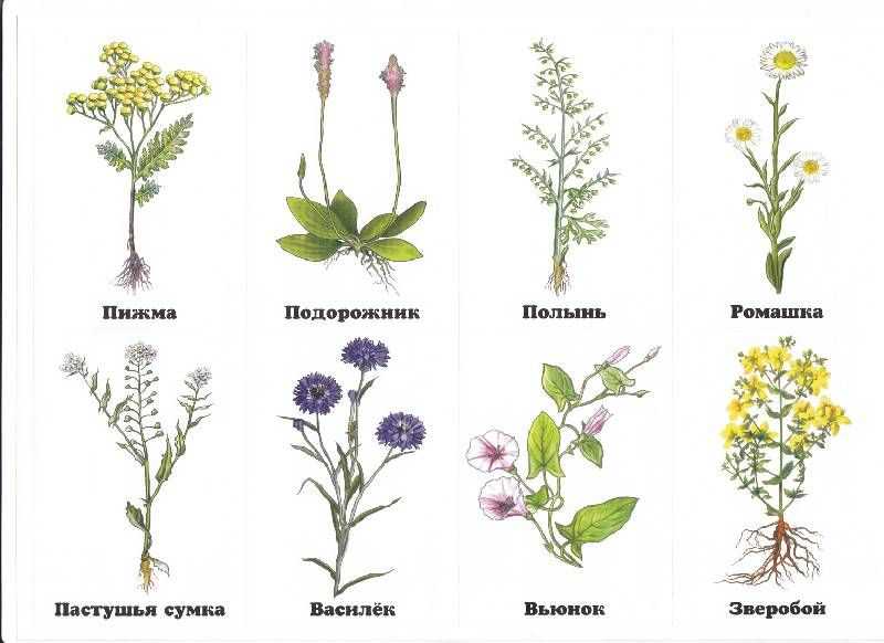 Цветы и травы в картинках, заданиях, стихах и рассказах для детей