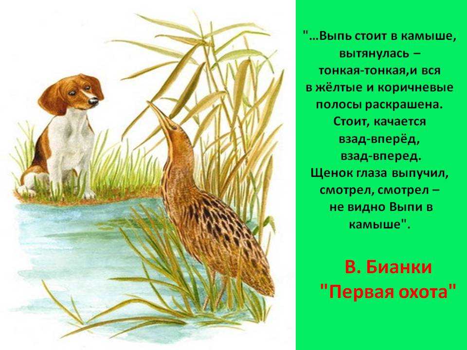 1 охота читать. Виталия Бианки «первая охота» выпь. 1 Охота Бианки. Чтение Бианки первая охота.