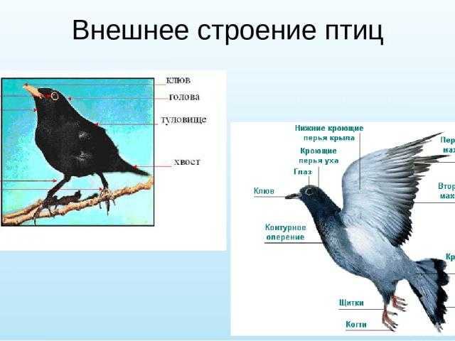 Конспект открытого занятия по экспериментированию в старшей группе «как устроены перья птиц?»