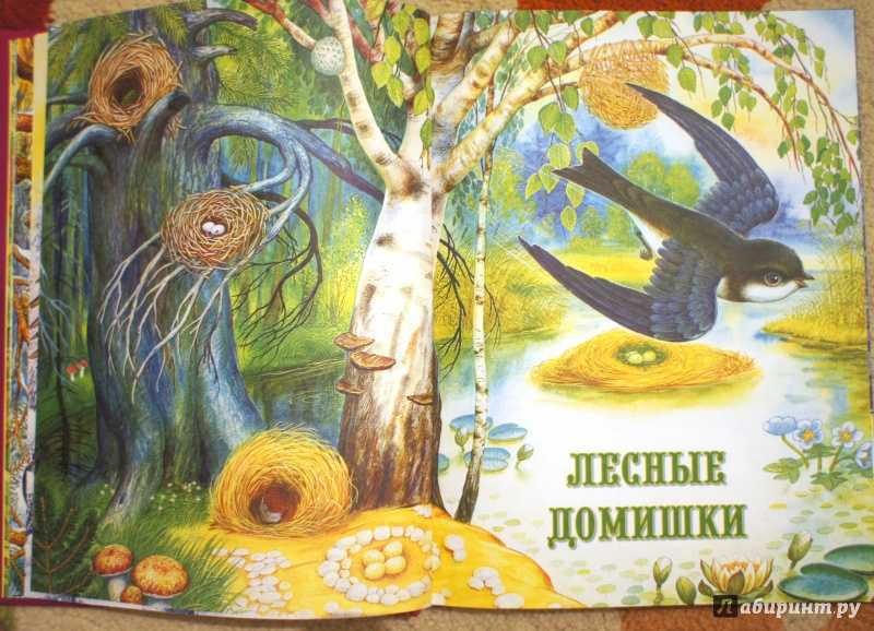 Лесные домишки – краткое содержание рассказа бианки (сюжет произведения)