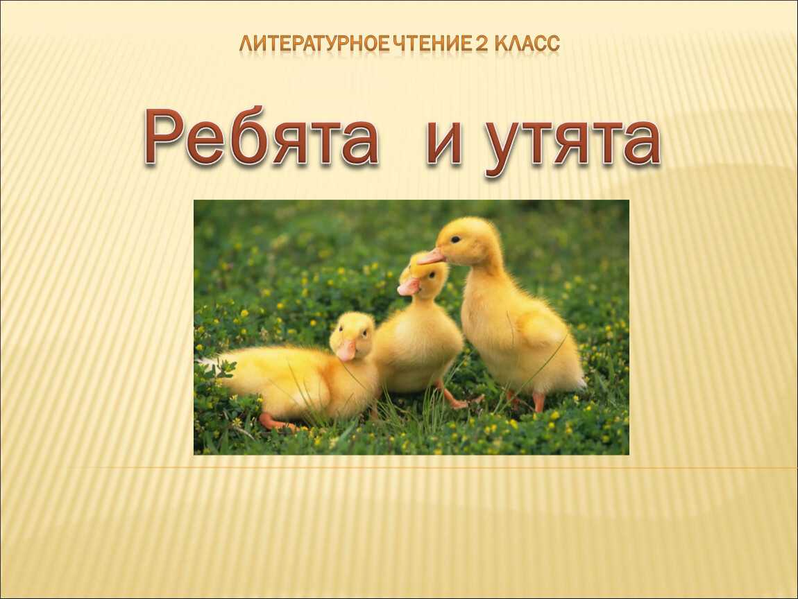 Ребята и утята — читать с картинками — пришвин михаил ✍ библиотека школьника > электронный ресурс