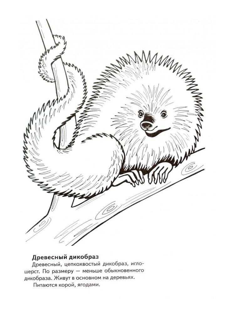 Раскраски красная книга - распечатать в формате а4