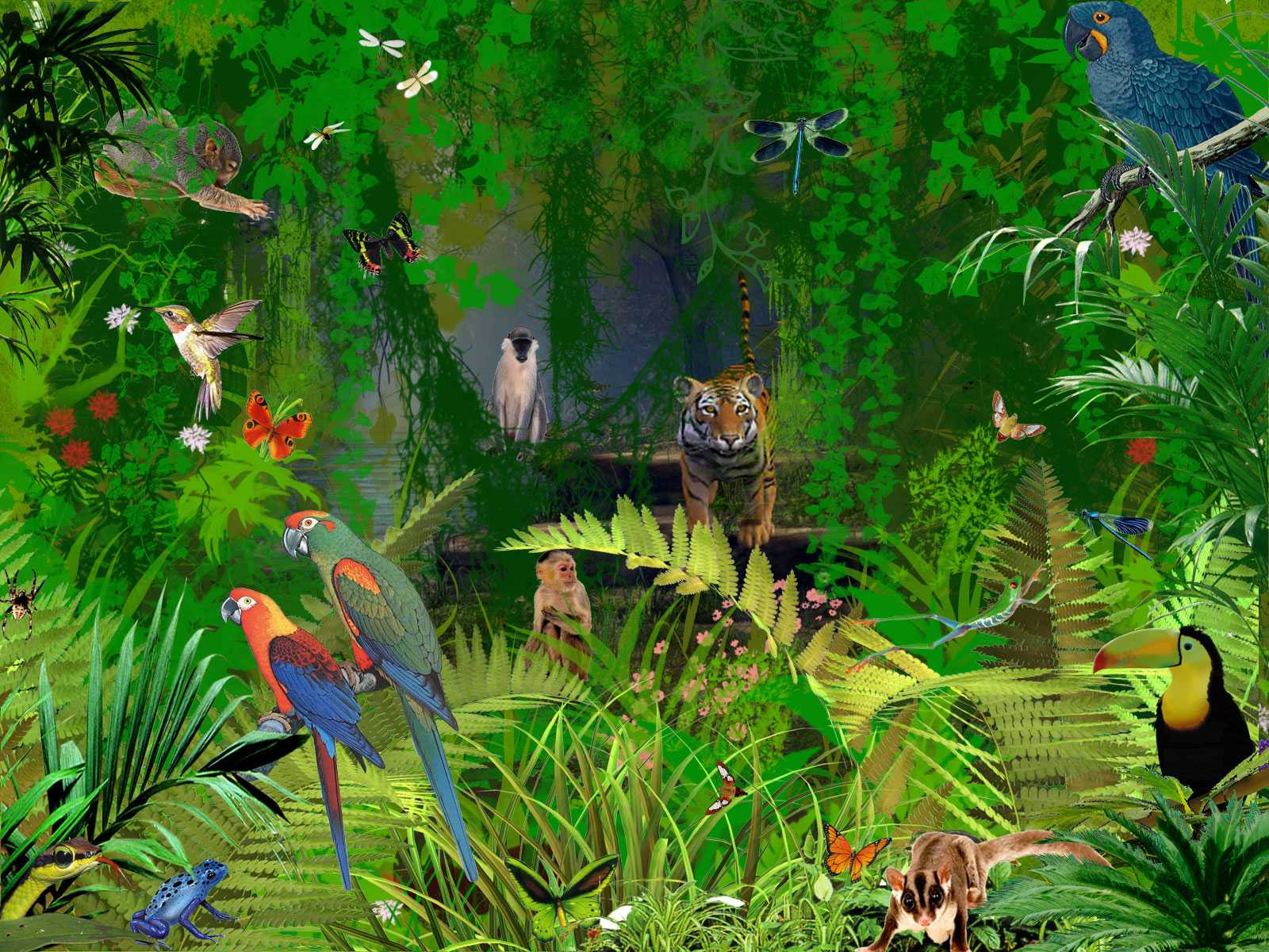 Джунгли (jungle) | раскраски для детей: 8 разукрашек