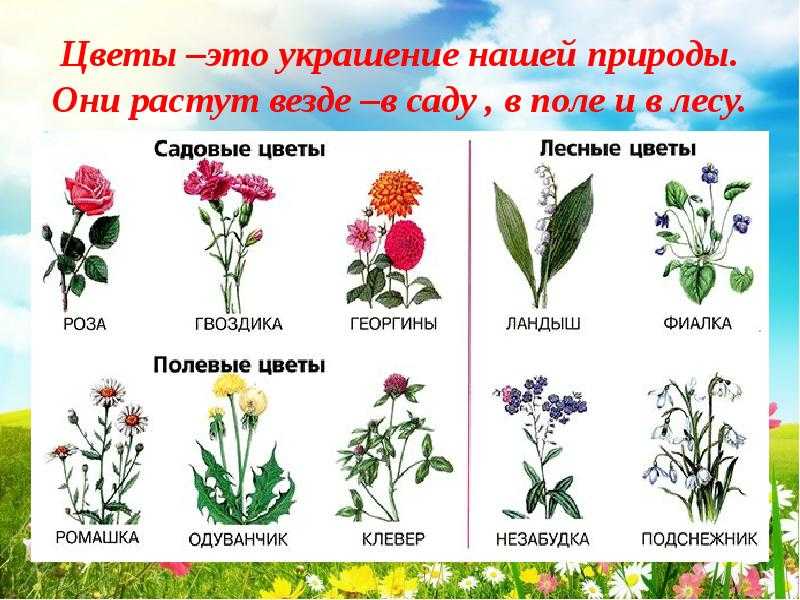 Каталог полевых и луговых цветов с фото и названиями: желтые, белые, фиолетовые, синие и др.