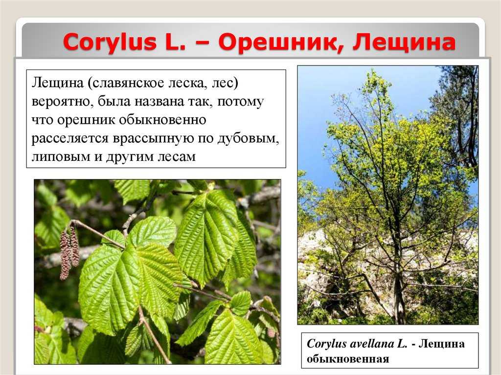 Книга все сказки, басни и рассказы для детей читать онлайн бесплатно, автор лев толстой – fictionbook