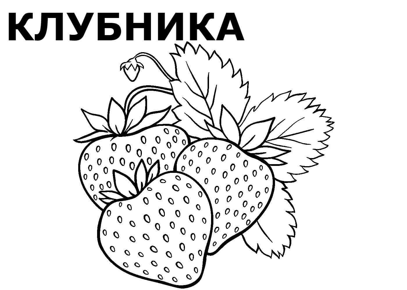 Раскраски для детей грибы — это красивые крупные картинки съедобных и несъедобных грибов с названиями, которые можно скачать и распечатать бесплатно в любом формате по отдельности или все сразу в очень хорошем качестве.