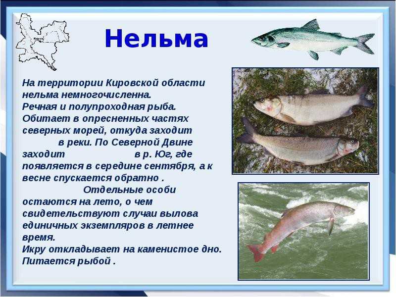 Рыбы черного моря. названия, описания и особенности рыб черного моря