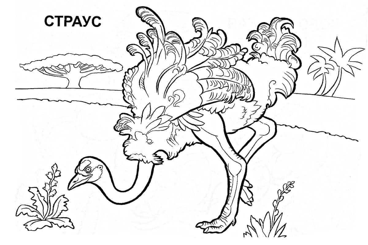 Раскраски страусы - раскраски для детей и взрослых