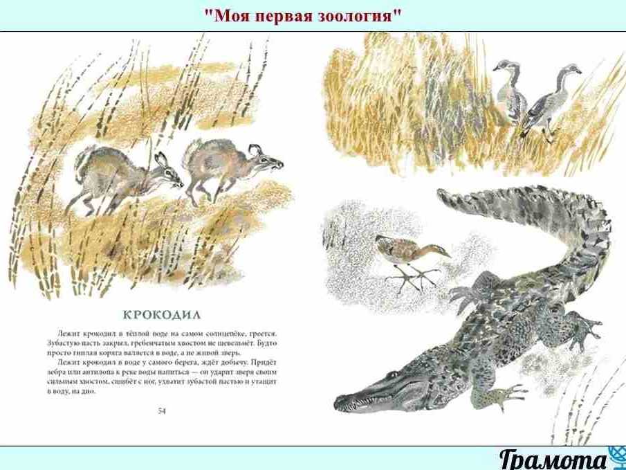 В лесу — чарушин е.и.
