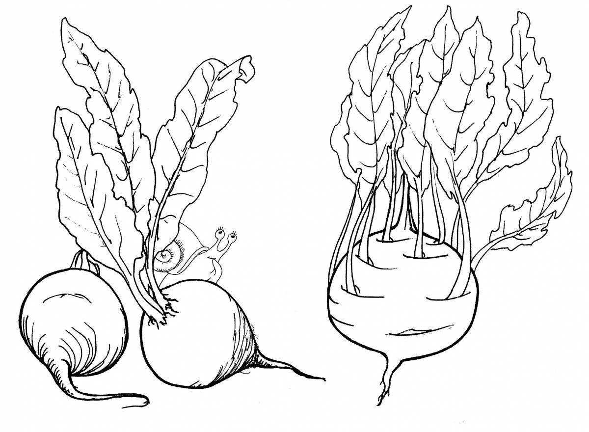 Капуста кольраби рисунок