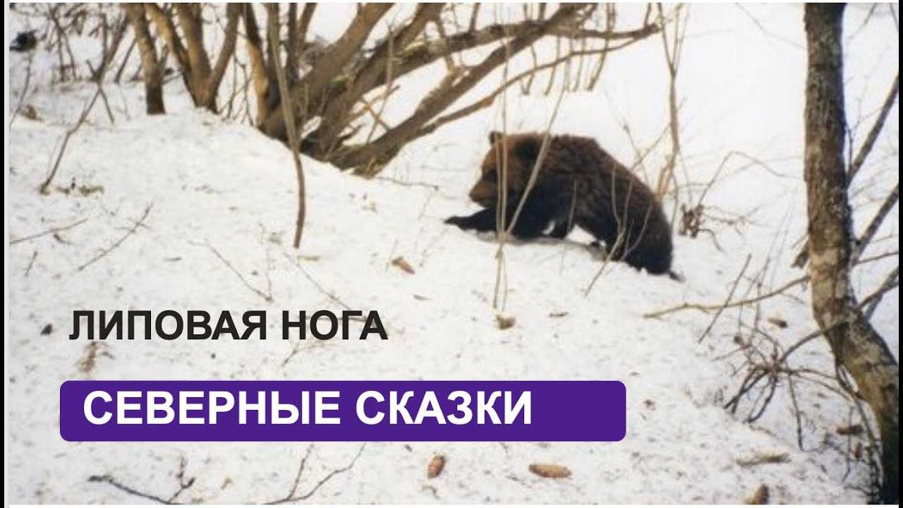 Медведь липовая нога