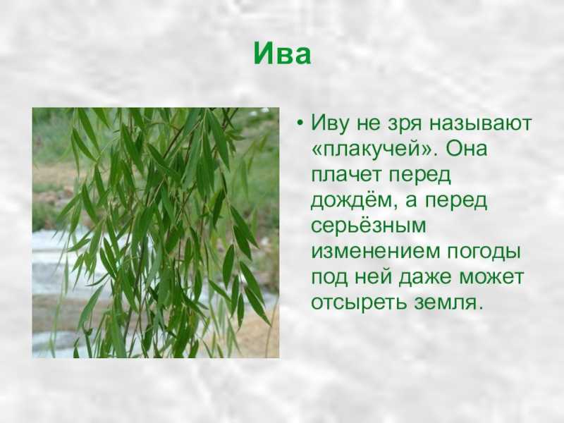 Ива - описание, фото. почему ивы плачут