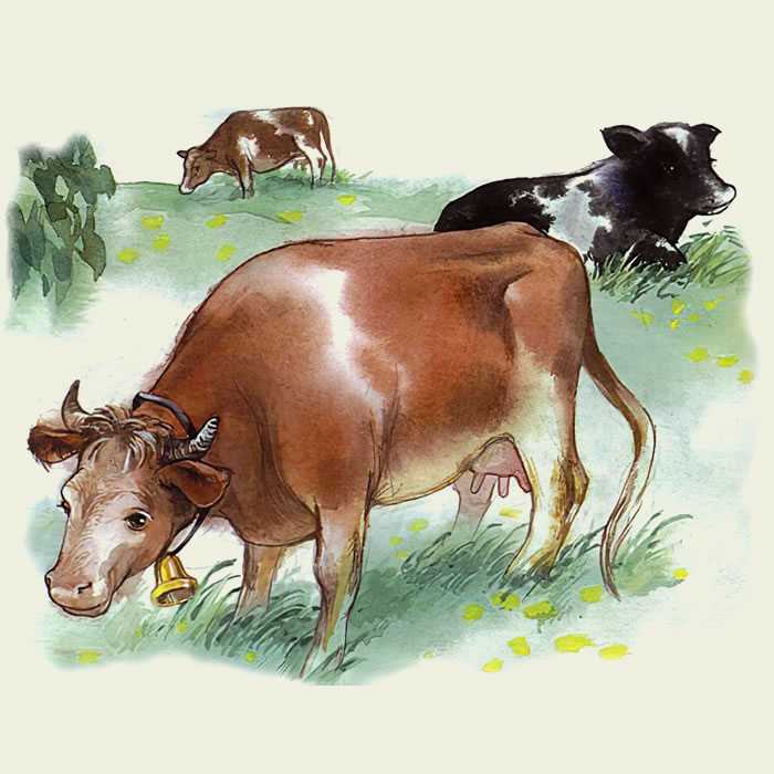 Бодливая корова - ушинский к.д. читать онлайн с картинками.