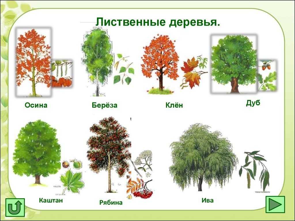 Раскраски береза: раскраски береза – распечатать в формате а4 – twin-star.ru – магазин канцелярских товаров
