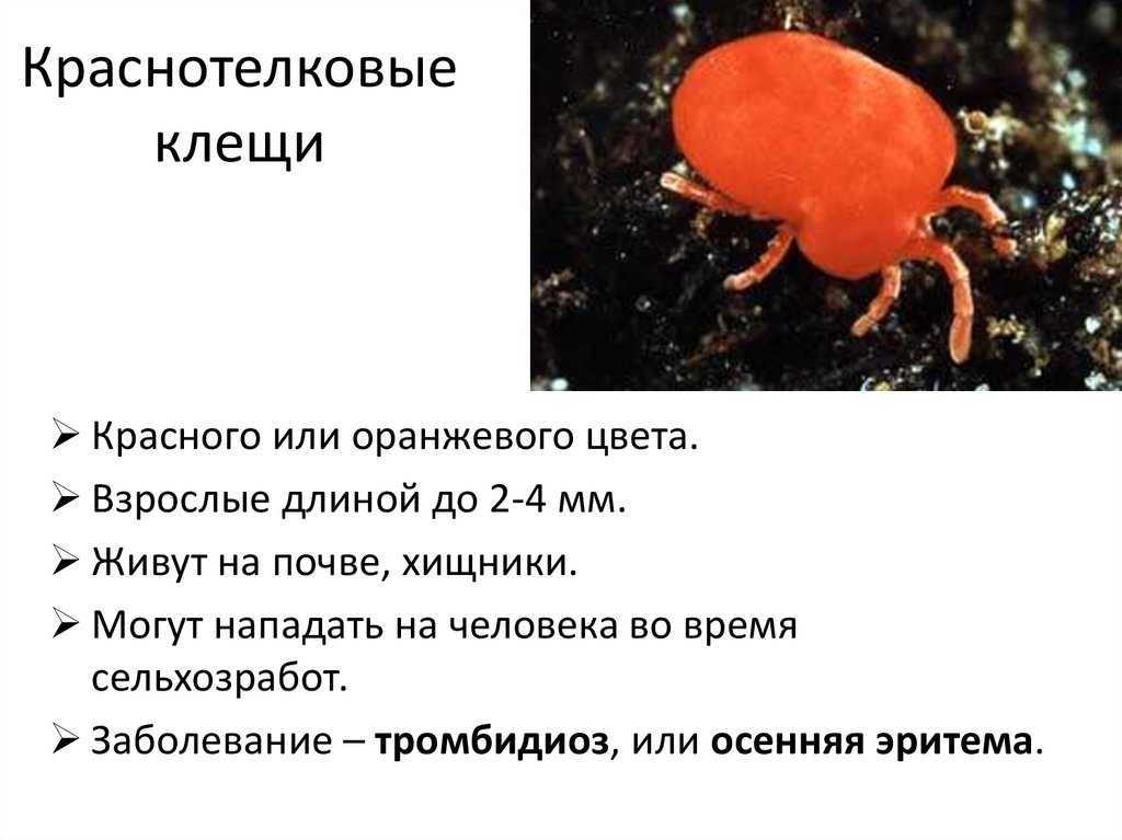 Топ-10 самых опасных клещей, от которых страдают люди ( + фото )