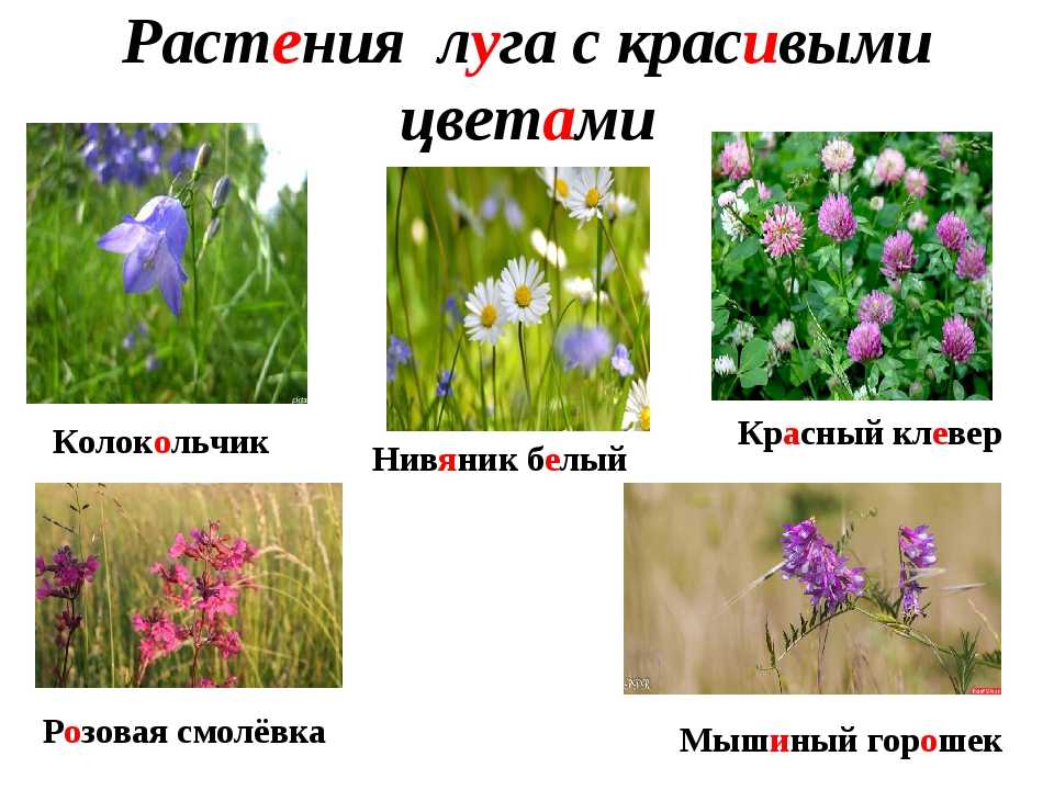 Луговые и полевые цветы: названия и фото (каталог)