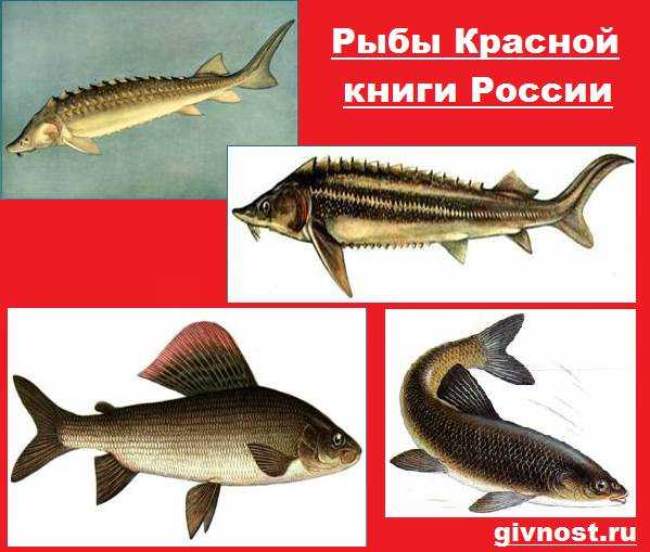 Доисторические рыбы, дожившие до наших дней - все о наших питомцах - 12 сентября - 43132725310 - медиаплатформа миртесен
