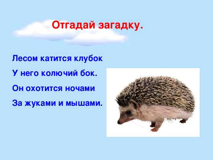 Умники и умницы - part 1315