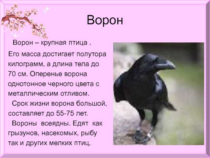 Лев толстой: все сказки, басни и рассказы для детей