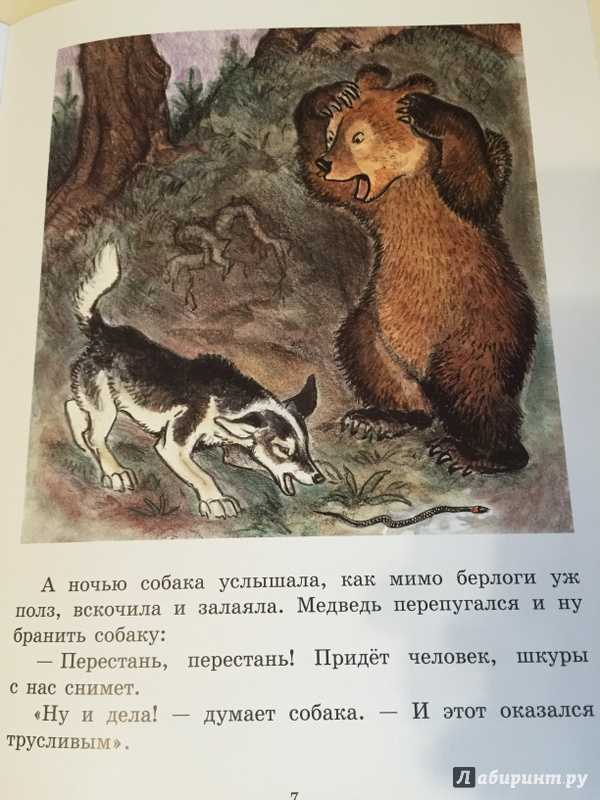Медведь, собака и кошка