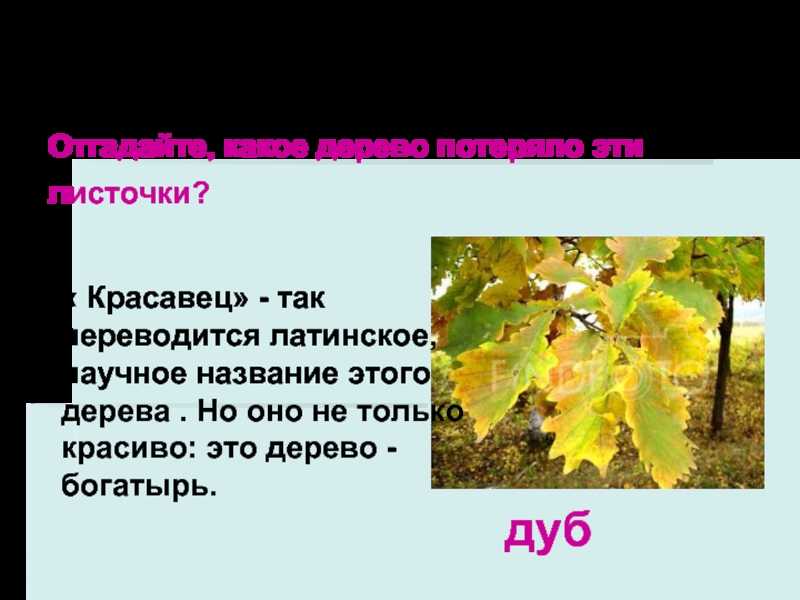 «осел и соловей» ℹ️ анализ и мораль басни и.а. крылова, характеристика персонажей, тема, идея и основная мысль, жанр, композиция произведения