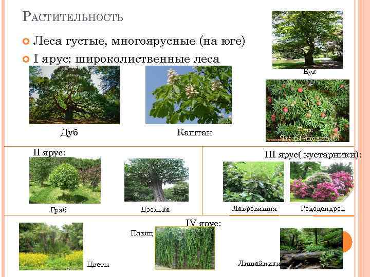 Природная зона субтропиков