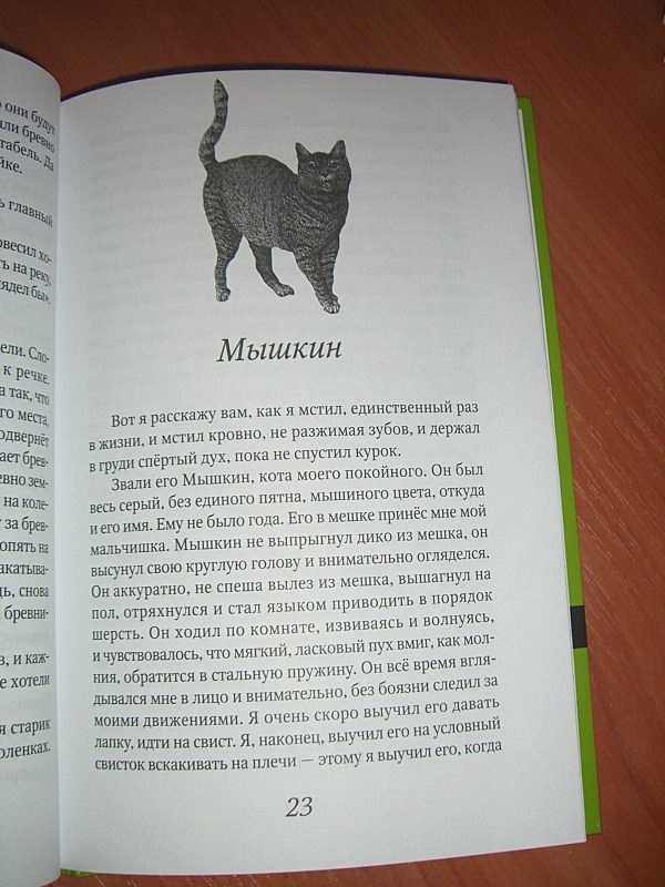 Беспризорная кошка