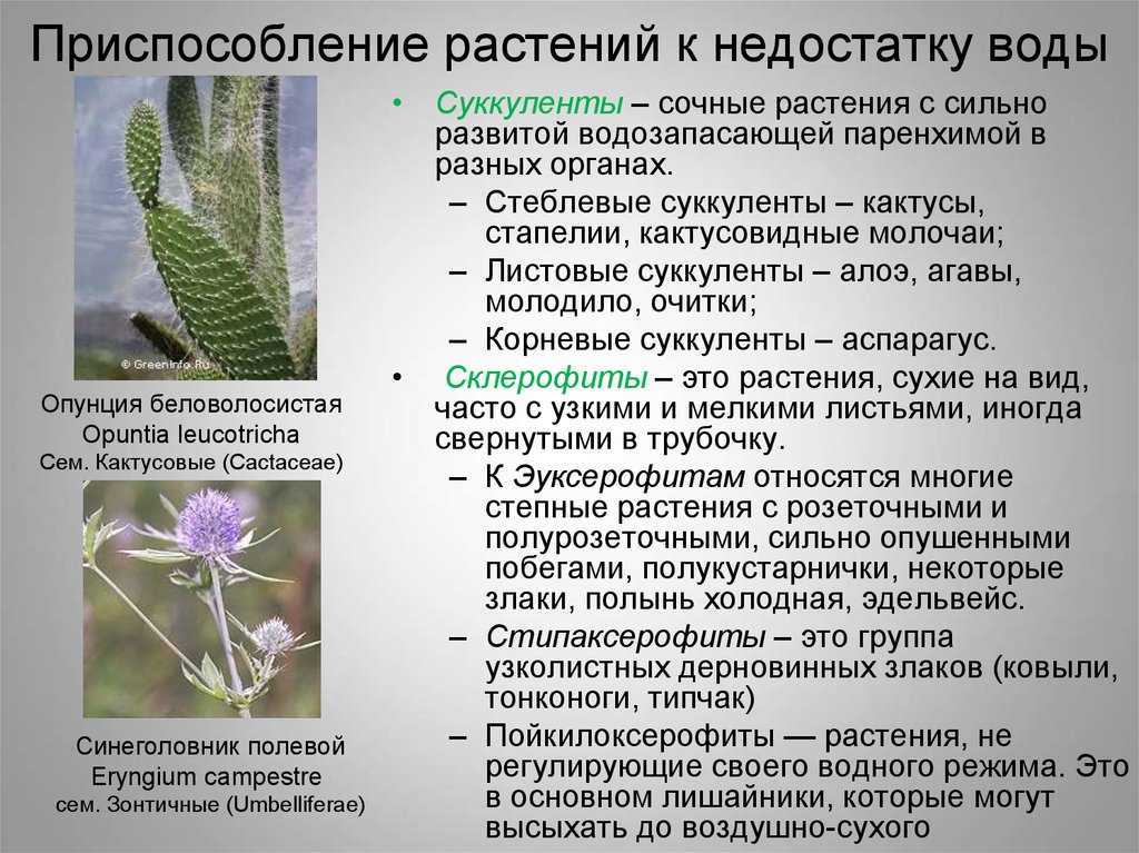 Тематическое коллекционирование фиалок | fialki.ru