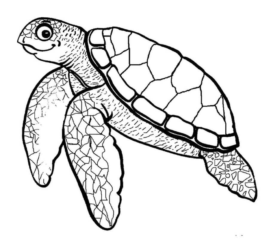 Раскраски черепахи – для печати